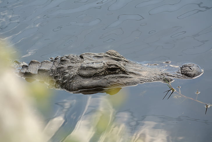 cá sấu, Florida, rừng ngập mặn, nước, đóng, bò sát, một trong những động vật