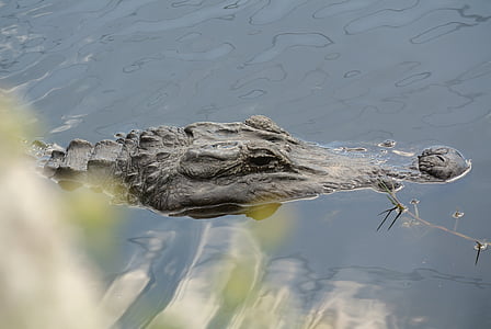 Alligator, Florida, mangroves, vann, Lukk, Reptile, en dyr