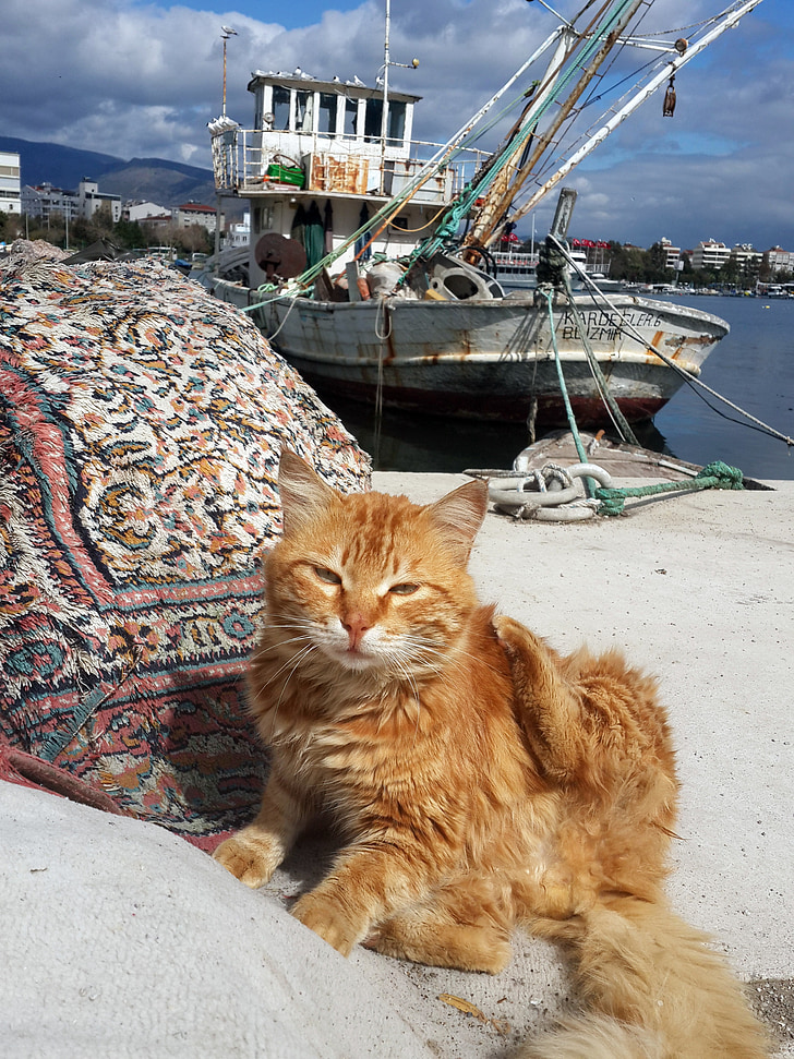 Turcija, Izmir, jūras, kaķis, mākonis, miera, Horizon