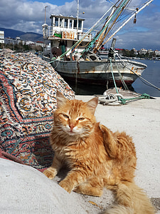 Turquía, Esmirna, Marina, gato, nube, paz, Horizon