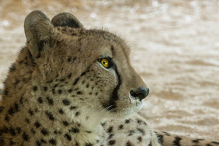 Cheetah, Predator, Afrika, kat, grote kat, wild dier, snelheid