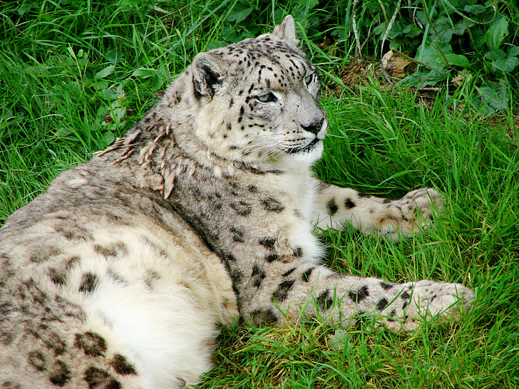 snow leopard, reclining staring, ground, looking, feline, big, cat