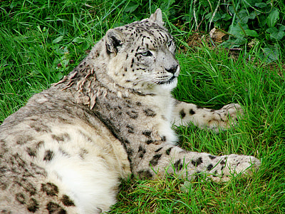 Snøleopard, reclining stirrer, bakken, jakt, feline, stor, katten