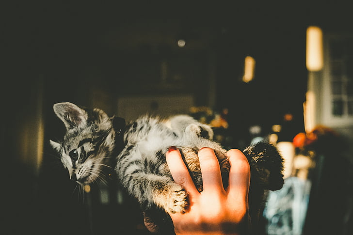 person, holding, gray, black, tabby, kitten, hand