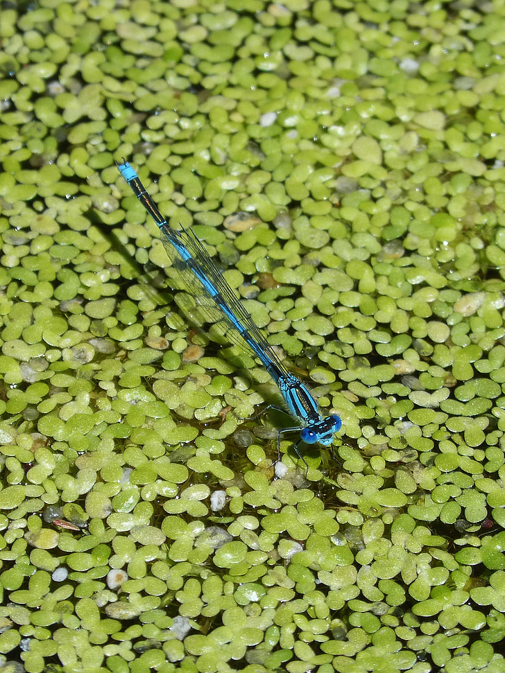 enallagama cyathigerum, blue dragonfly, pond, algae, aquatic vegetation, dragonfly
