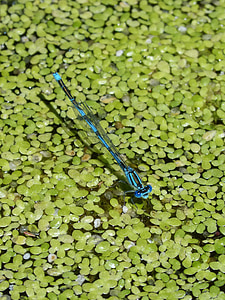 enallagama cyathigerum, modri zmaj, ribnik, alge, vodno vegetacijo, Dragonfly