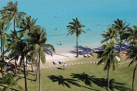 morze, Plaża, Guam, palmy