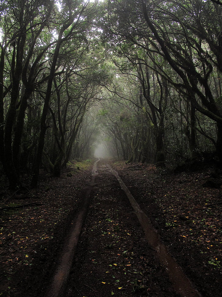 гора, мъгла, природата, офроуд, път, дървета