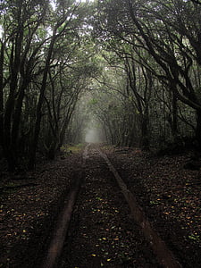 Les, mlha, Příroda, Offroad, cesta, stromy