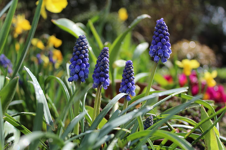 hyacinth, garden, garden flowers, spring, garden hyacinth, blossom, bloom