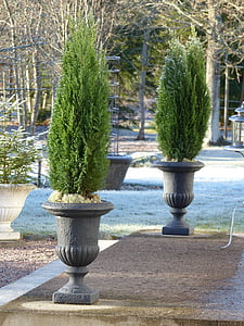 pots, cypress, staircase, frost, garden, winter, green