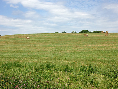 field, hay, bales, agriculture, crop, sky, grass