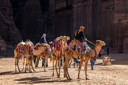 Jordânia, Petra, camelo, dromedário, deserto