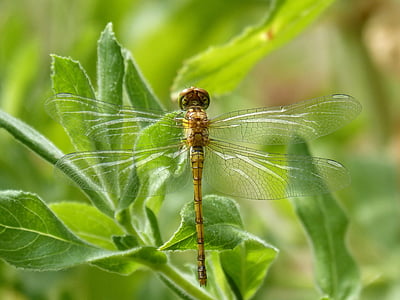 Dragonfly marilla, Orthetrum chrysostigma, grönska, Bevingade insekter, vingar av trollslända, Dragonfly, insekt