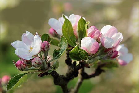 owoce, kwiat, Bloom, Apple blossom, Natura, kolor różowy, Płatek