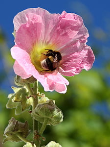 flower, plant, stock rose, pink, insect, hummel, sky