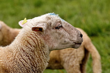 schapen, dierenwereld, dierlijke portret, zoogdier, grasland, vee, boerderij dieren