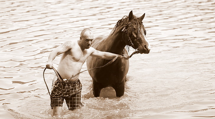 horse, man, water, bathroom, summer