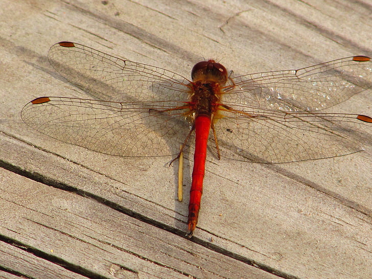 Dragonfly, punte, vara