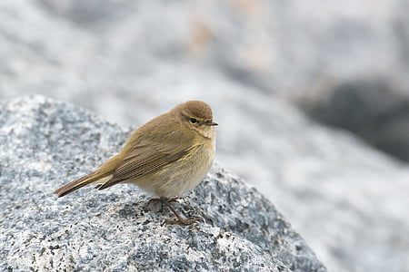 Budníček menší, pták, Budníček, Phylloscopus collybita, ostrov Helgoland, zpěvný pták, stěhovavých ptáků