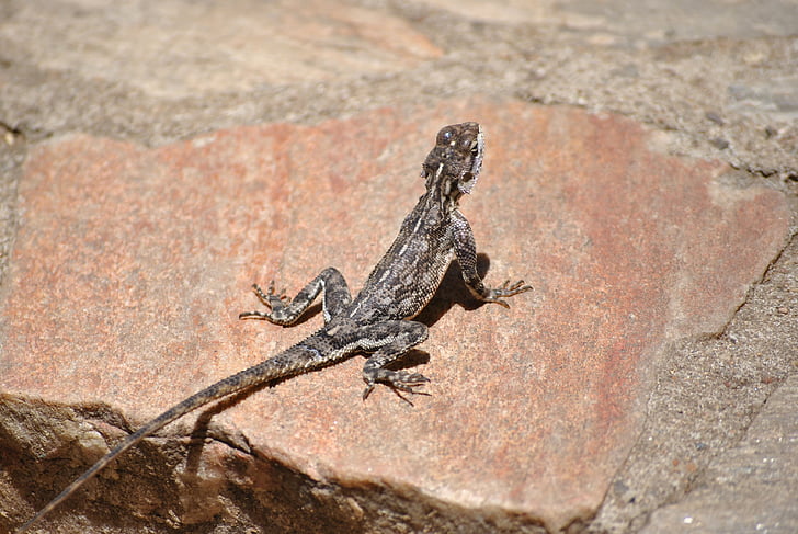Gecko, jašterica, Salamander, Afrika, Národný park Serengeti, plaz