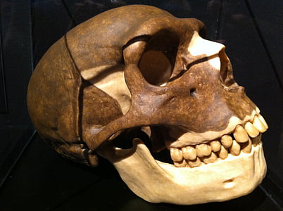 skalle, förhistoriska, skelettet, museet, historia, Halloween