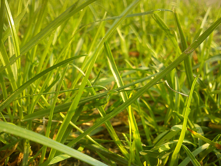 трава, Природа, Весна