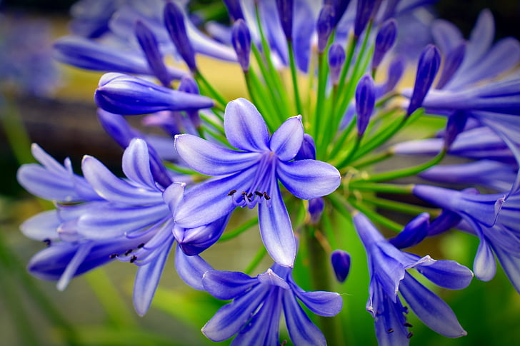 květ, květ, Bloom, závod, Příroda, Zavřít, modrá