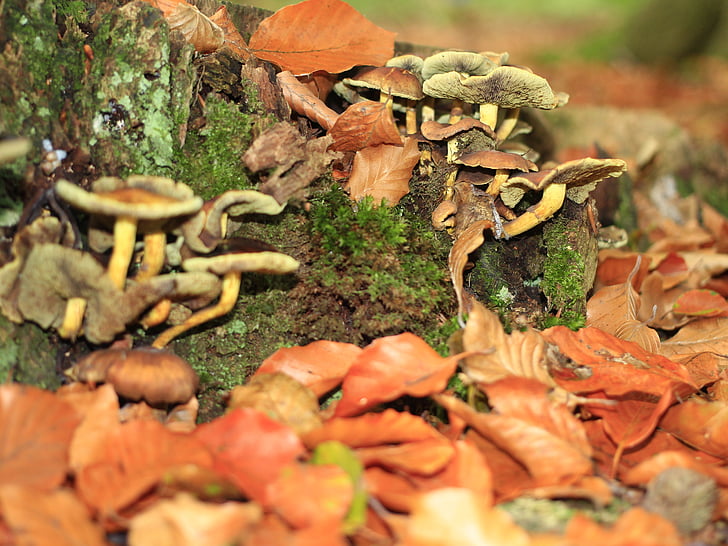 houby, Les, listy, podzim, barevné, sbírat, Příroda