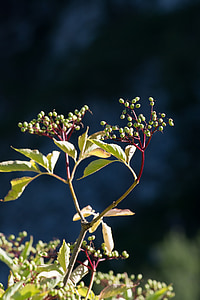 elder, adoxaceae, holler, plant, berries, sambucus, close