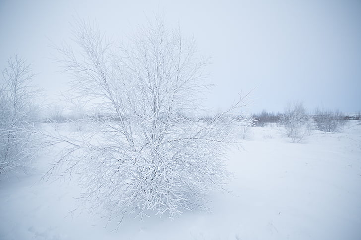 photo, leafless, tree, snow, time, plant, branch