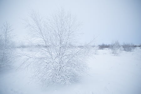 foto, tumbuhan, pohon, salju, waktu, tanaman, cabang