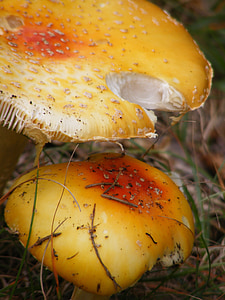 mushroom, fungus, colorful, color, raw, season, plant