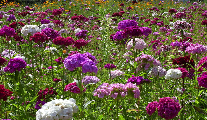 flower meadow, Violet, Bloom, blomster, sommer