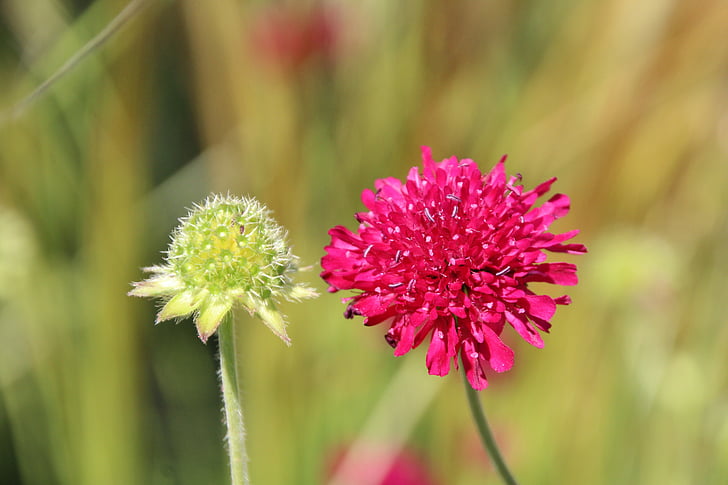 blossom, bloom, red, red flowers