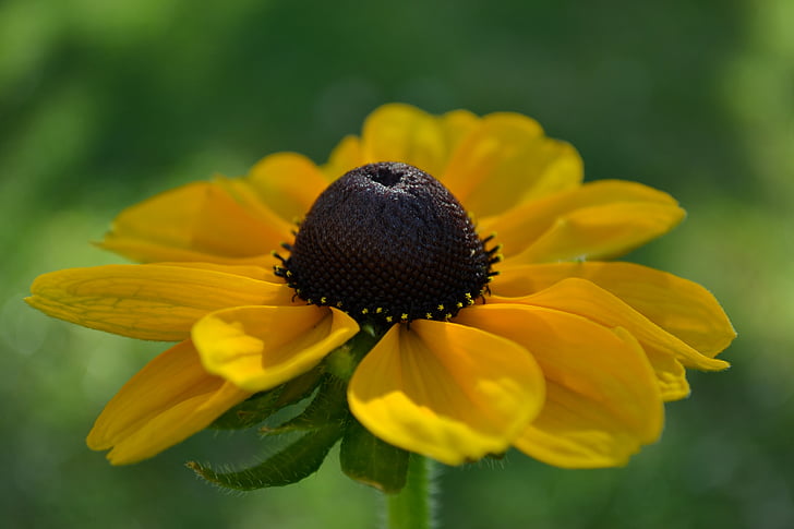 rudbecka, fleur, orange, jaune, tête, pollen, gros plan
