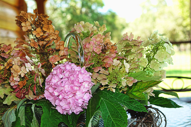 Hortensie, Rosa, Land, Natur, Blume, Blüte, Floral