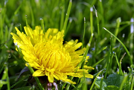 Blume, Rosa, gelb, Tropfen, Makro, Löwenzahn, Grass