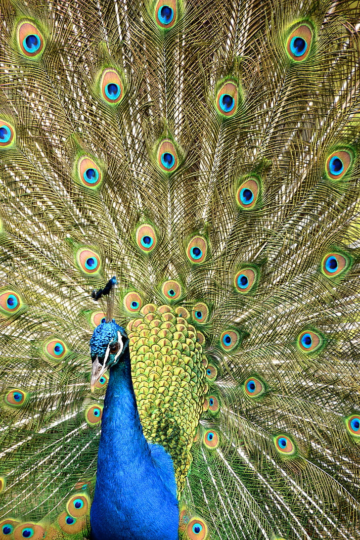 Peacock, wiel, dierentuin, vogel, natuur, veren, dieren