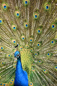 peacock, wheel, zoo, bird, nature, feathers, animals