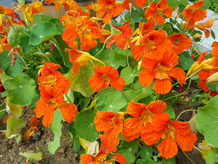 llamada activa, muchas otras flores, color naranja