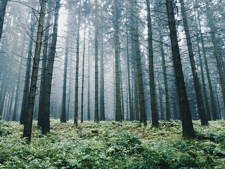 branches, froide, Eerie, Evergreen, brumeux, Forest, herbe