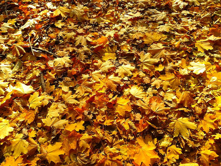 liści, jesień, Złota Jesień, Żółte liście, Złoto