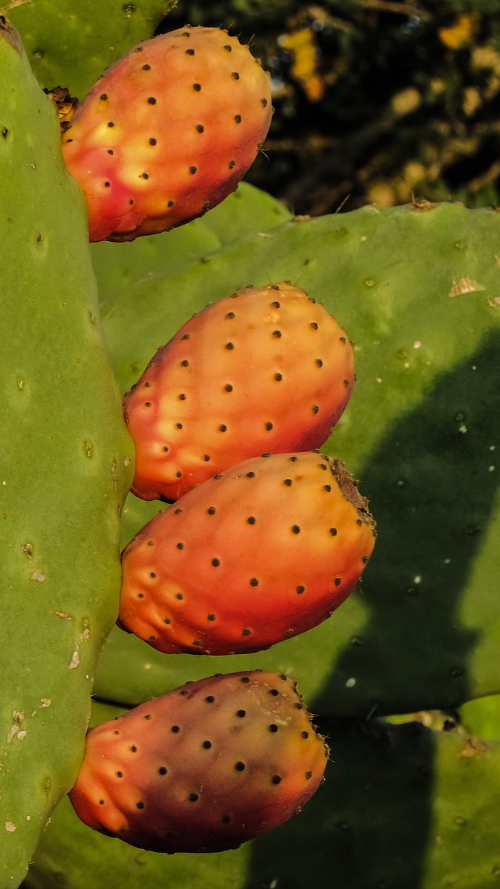 prickly pear, plant, Cactus, natuur, Middellandse Zee, blad, fruit