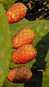 prickly pear, plant, cactus, nature, mediterranean, leaf, fruit