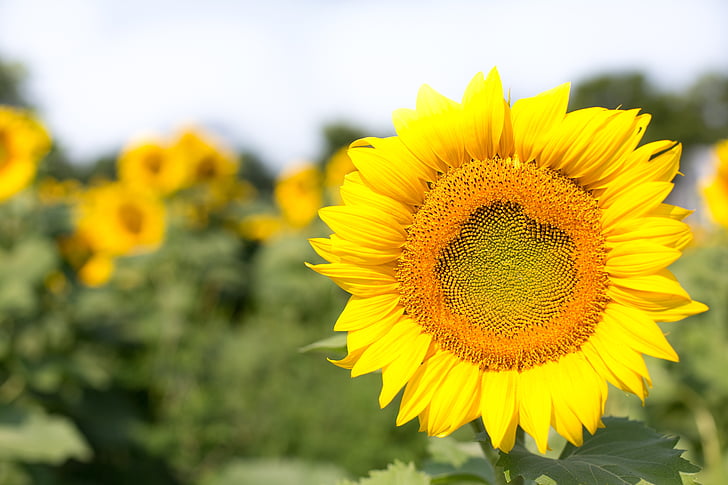 bunga matahari, mekar, kuning, bunga, musim panas, bunga matahari, alam