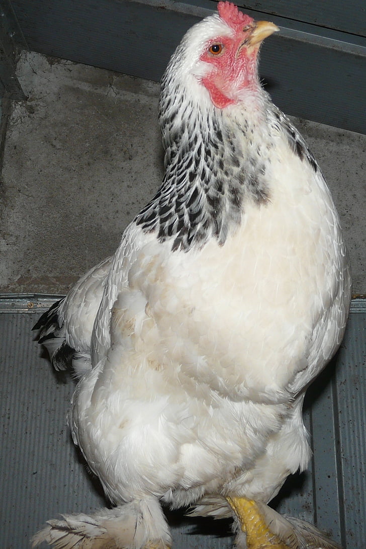 hen, chicken, farm, bird, animal, chicken - Bird, agriculture