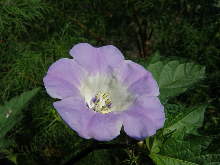 dagschone, convovulus, rose