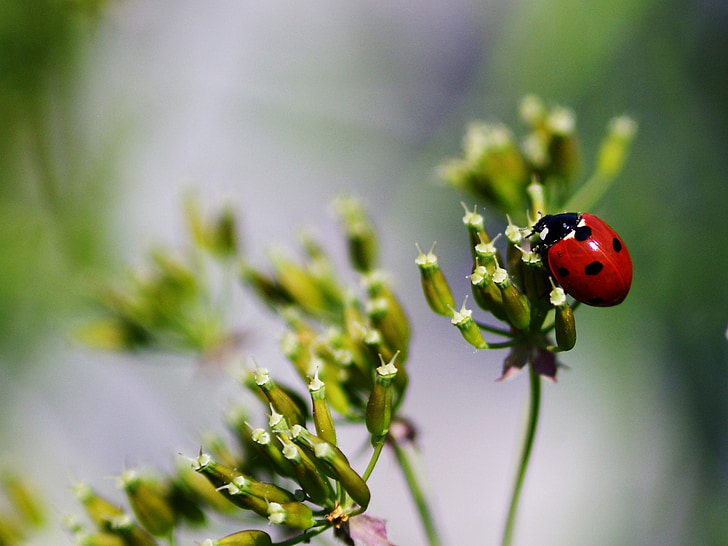 lepatriinu, Beetle, bug, punane, putukate, Wildlife, keskkond