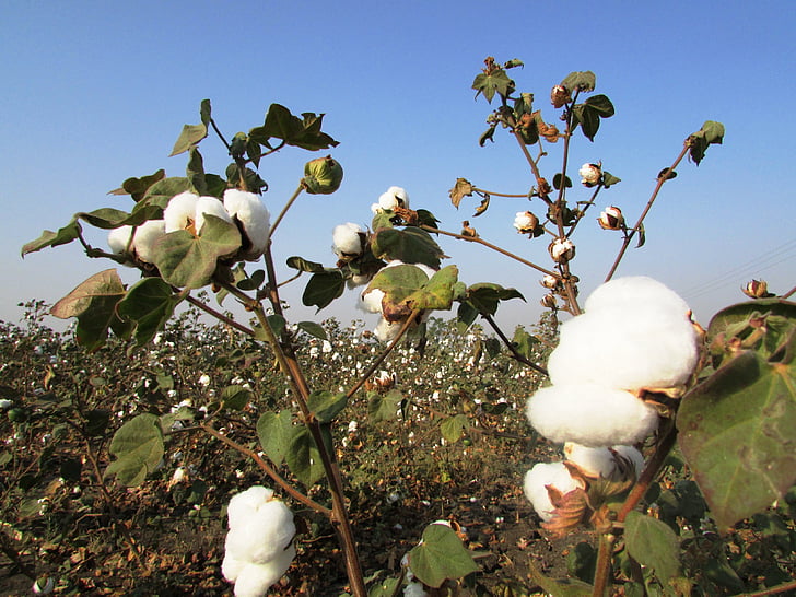 cotton crop, cotton tree, plant, harvest, navalgund, india, nature
